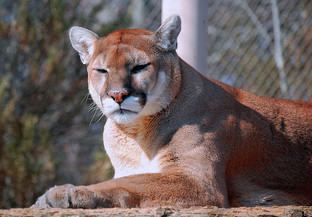 northern south american cougar